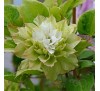 Клематис Мидори (Midori)